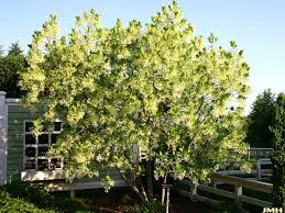 Image result for Chionanthus