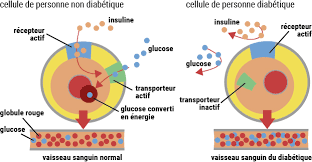 Contrairement à de nombreux pays, la collecte de sang, en france, n'est pas une activité principale. Le Diabete Federation Francaise De Cardiologie