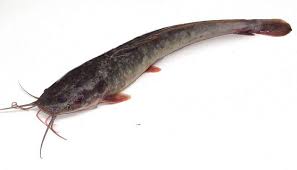 Ikan Lele Tanikan Ikan Binatang Makanan Ikan