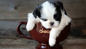 Find puppies in your area and helpful tips and info. 15 Best Teacup Dog Breeds And What You Must Know About Them
