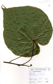 Image result for Pterygota