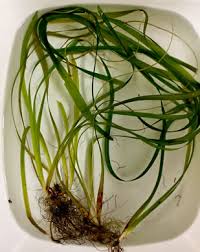 Image result for Vallisneria
