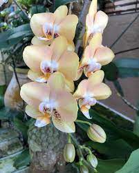 Pin By Yaimara Chacon On Flores Beautiful Flowers Garden Beautiful Flowers Beautiful Flowers Wallpapers