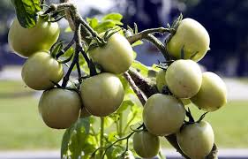 Quels sont les engrais naturels à utiliser pour les tomates ? Demeler Les Engrais Le Devoir