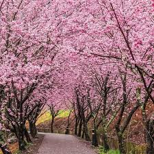 America's largest online plant nursery. Cherry Blossom Tree Seeds Pink Sakura Seeds 10pcs Pack Greenseedgarden