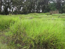 Image result for Cynodon nlemfuensis