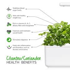 Coriander plants have deep tap roots so pots need to be at least 25cm deep. Cilantro Coriander Plant Pods Click Grow