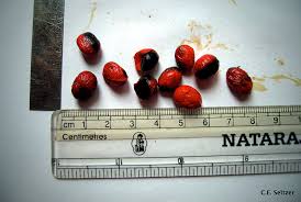 Image result for Leptonychia