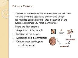 Maybe you would like to learn more about one of these? Animal Cell Culture Presentation Ppt Download