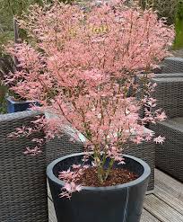 Japanischer Facherahorn Taylor Kaufen Bakker Com Garten Japanischer Facherahorn Garten Anlegen
