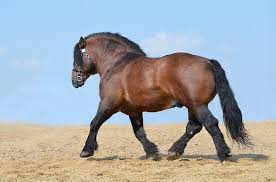 Draft gratitude was founded in 2014 and is dedicated to saving the lives of senior working horses. Pferd Pferde Heavy Draft Horse Kostenloses Foto Auf Pixabay