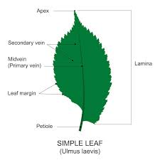 Image result for leaf margin entire