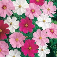Cosmos Seeds Dwarf Cutesy Mixed Colors Easiest Flowers To Grow Flower Seeds Cosmos Flowers