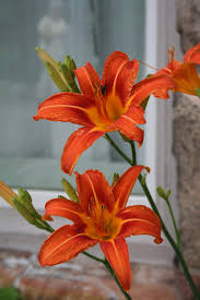 Check spelling or type a new query. Add Orange Flowers For A Brighter Garden My Northern Garden