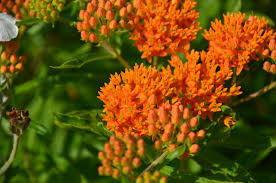 Image result for Asclepias albens