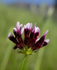 Image result for Trifolium masaiense