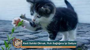 Kedi Sahibi Olmak Ruh Sagligina Iyi Geliyor Kanguru Haber