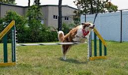 5th Annual Cape Cod Dog Center Fest 2026!