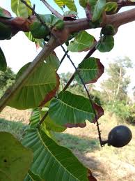 Image result for Allophylus