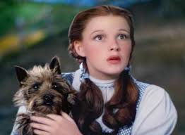 Toto I Ve Got A Feeling We Re Not In Kansas Anymore The Wizard Of Oz 1939 Judy Garland As Dorothy Famous Dogs Cairn Terrier Dog Friends
