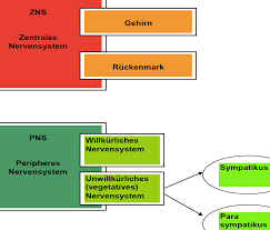 Das pns besteht aus neuronen und neuronenclustern, die ganglien genannt werden. Thema 6 Nervensystem Flashcards