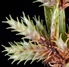 Image result for Cyperus squarrosus