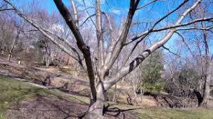I am hoping someone can i am hoping someone can give some insight as to why the bark on my flowering cherry tree is splitting. Why Is My Tree S Bark Splitting South West Bark Split Youtube