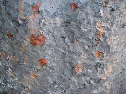 If you're looking for a great color to blend with an earthy, woodsy vibe, beige is a great choice that won't feel stark or bland. Tree Bark Silver Color Background Bark Agathis Robusta Auckland New Zealand Brown Beige Color Silver Kauri Tree Queensland Conifer Big Tree Botany Pikist