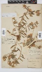 Image result for Dicoma capensis