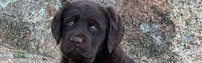 We are owners of two chocolate. Home Cedar Ranch Labrador Retrievers