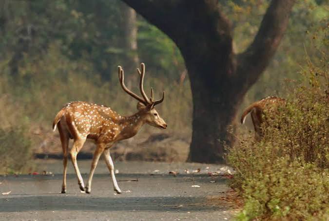 Sanjay Gandhi National Park, Mumbai, Maharashtra, Tourism, 2021 | National Park, How to reach Sanjay Gandhi National Park, Things to do in Sanjay Gandhi National Park, Best Places to visit in Sanjay