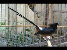 Explore more searches like murai batu wallpaper. Kicau Mania