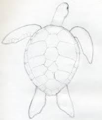 How To Draw A Turtle Turtle Drawing Easy Animal Drawings Easy Drawings