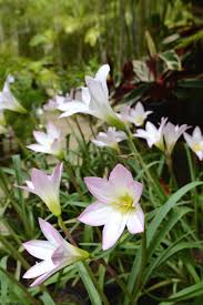 We did not find results for: Zephyranthes Robusta Pink Rain Lily