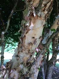 Females spend the winter on river birch and move to expanding leaves at bud break where they deposit live young. River Birch Home Garden Information Center
