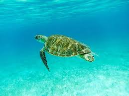 Pin By Lydia Simmann On Turtles Green Sea Turtle Sea Turtle Turtle
