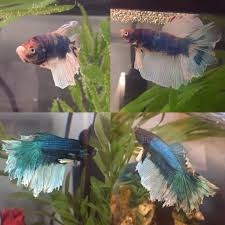 Why Did My Betta Change Colour How To Get Him Back To Healthy Fins Bettafish