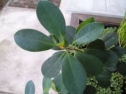 Image result for Ficus conraui