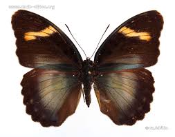 Image result for Euploca katangensis