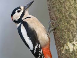 Suet is hard fat located around the organs in beef and mutton. Great Spotted Woodpecker Uk Facts History Identification Saga