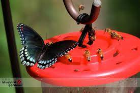 We did not find results for: Sugar Water Attracts Butterflies Too Home Sweet Bees