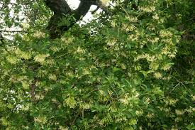 Image result for Pavetta uniflora