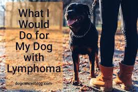 I usually go by bus but tomorrow i am going in tom s car. What I Would Do For My Dog With Lymphoma An Oncologist S Perspective Must Read