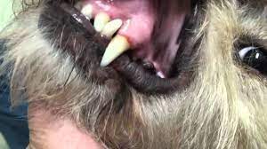How To Control Lip Fold Dermatitis In Dogs Fidose Of Reality