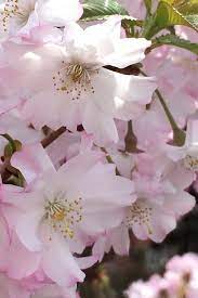 Buy Autumnalis Fall Blooming Pink Flowering Higan Cherry Tree For Sale Online From Wilson Bros Gard Flowering Cherry Tree Trees To Plant Plants For Sale Online