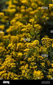 Image result for Aurinia