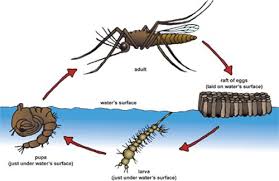 The reality is that we don't have that much to worry about when it comes to mosquitoes all the way up most people know that wetlands and puddles and any water sources — even a rain bucket in your yard — can be a breeding ground for mosquitoes. Pin Di Projects To Try