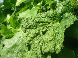 Image result for Colomerus vitis