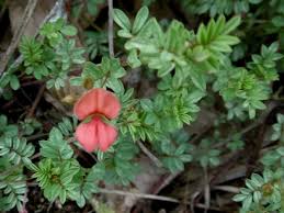 Image result for Indigofera hedyantha