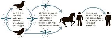 De ziekte kan echter niet van paard op paard of van paard op mens worden. Mogelijk Meer Mensen Besmet Met Westnijlvirus Ab Osterhaus Noordhollandsdagblad